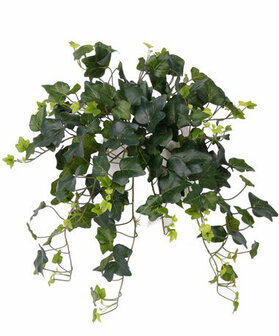 Hedera 109 bladeren