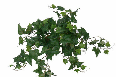 Hedera 94 bladeren